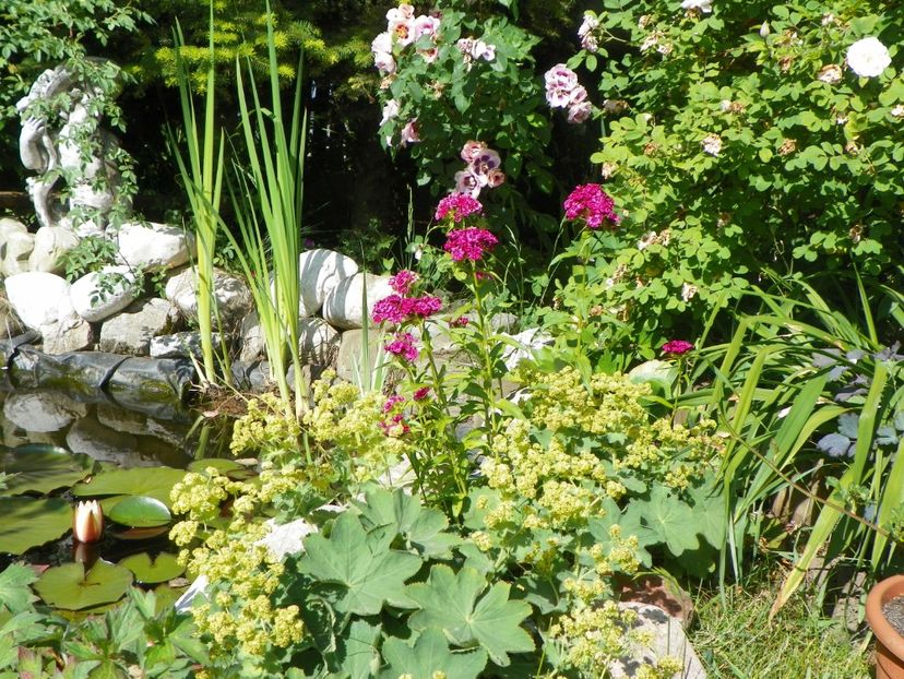 29 mai (63) - Gradina 2018