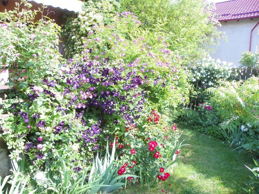 29 mai (81) - Gradina 2018