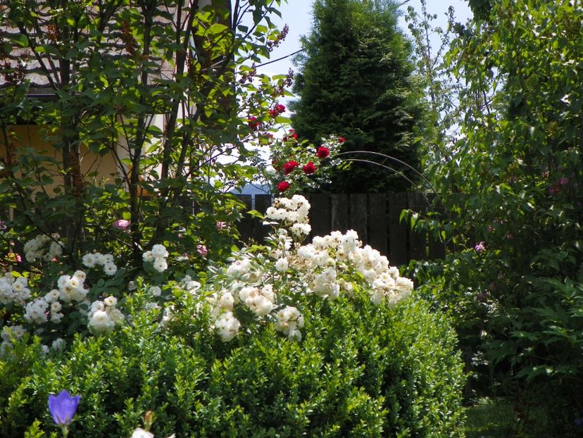 29 mai (107) - Gradina 2018