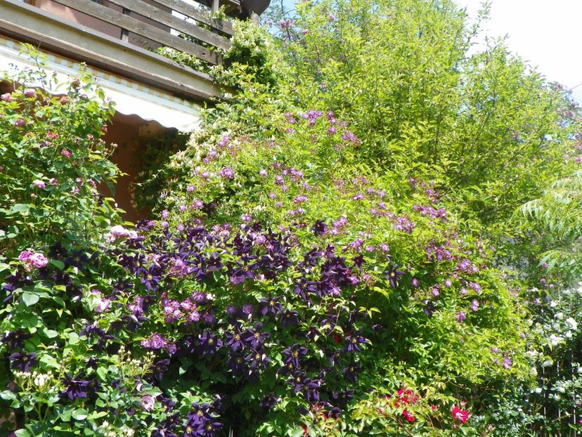 29 mai (109) - Gradina 2018