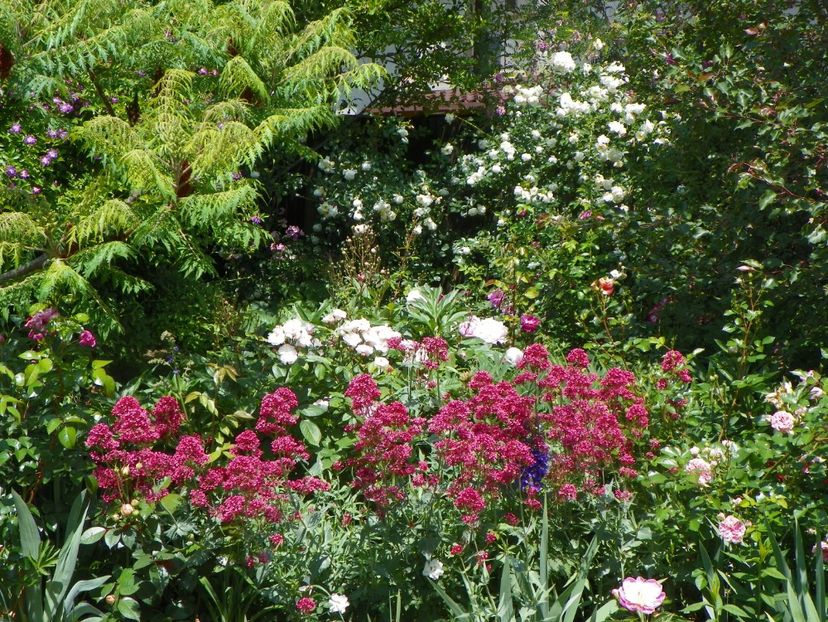 29 mai (116) - Gradina 2018
