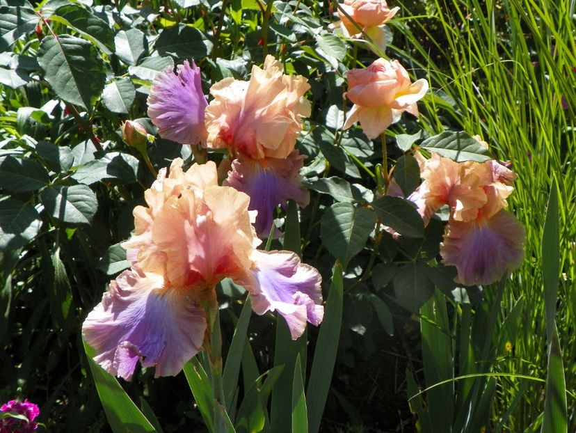 29 mai (8) - Irisi 2018