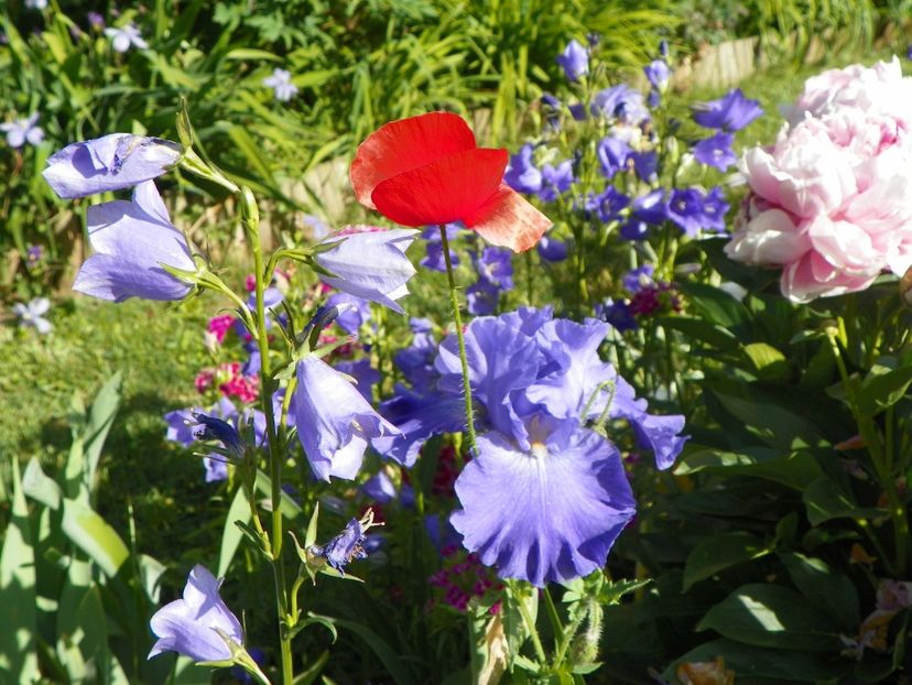 29 mai (71) - Irisi 2018