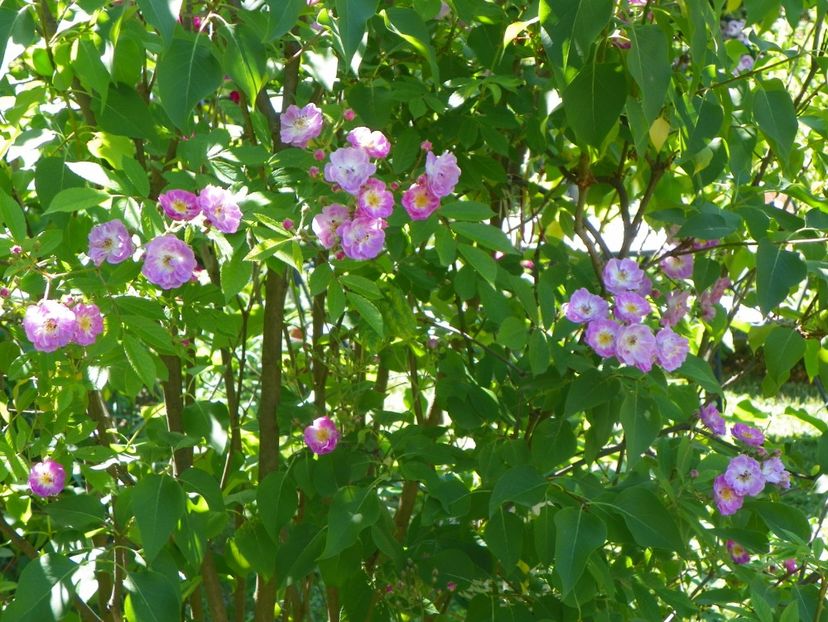 29 mai (2) - Trandafiri 2018 1