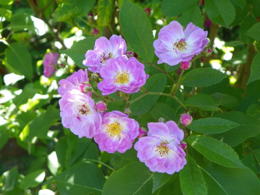 29 mai (3) - Trandafiri 2018 1