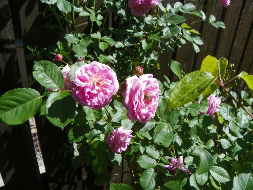 29 mai (7) - Trandafiri 2018 1