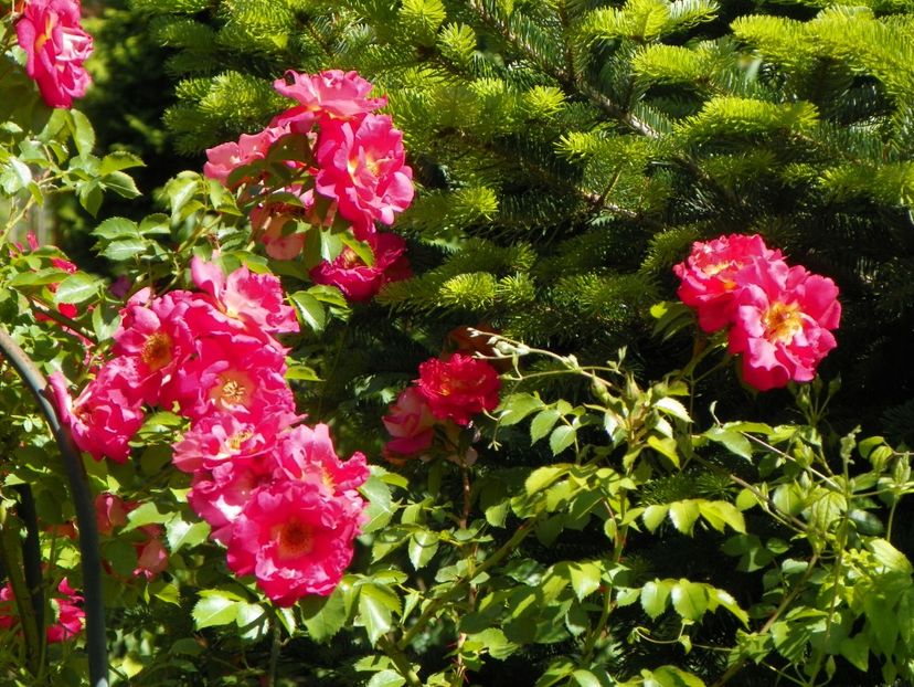29 mai (18) - Trandafiri 2018 1