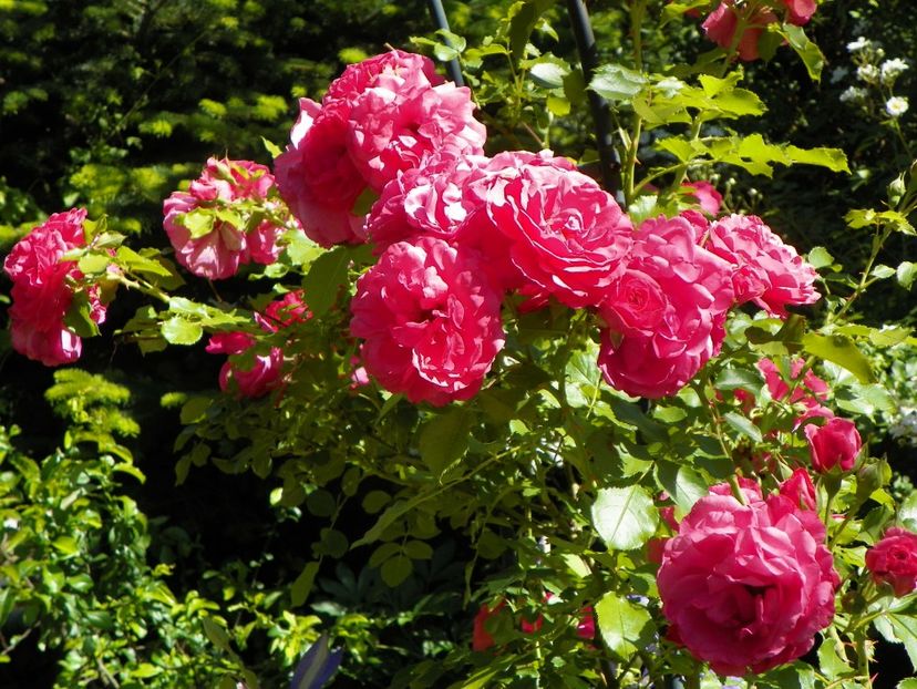 29 mai (19) - Trandafiri 2018 1