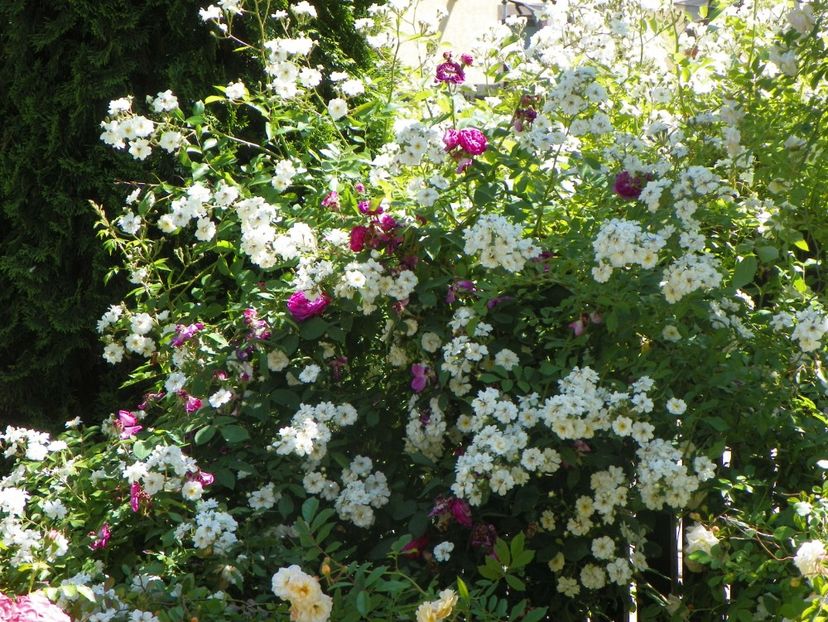 29 mai (21) - Trandafiri 2018 1