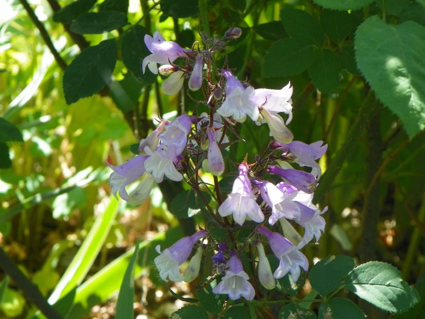 29 mai (9) - Primavara 2018