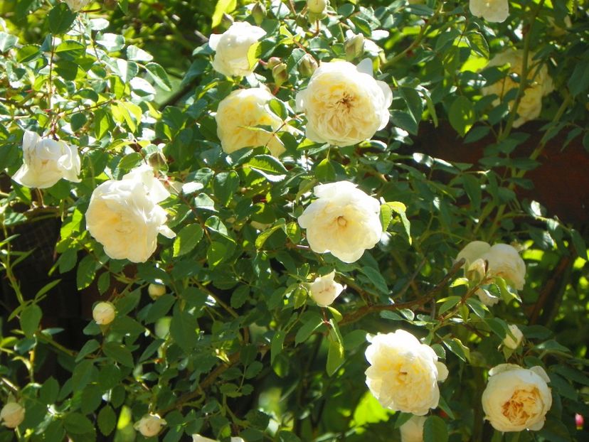 29 mai (23) - Trandafiri 2018 1