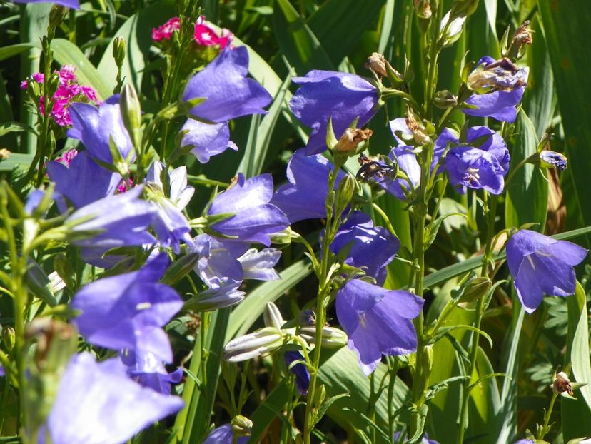 29 mai (46) - Primavara 2018