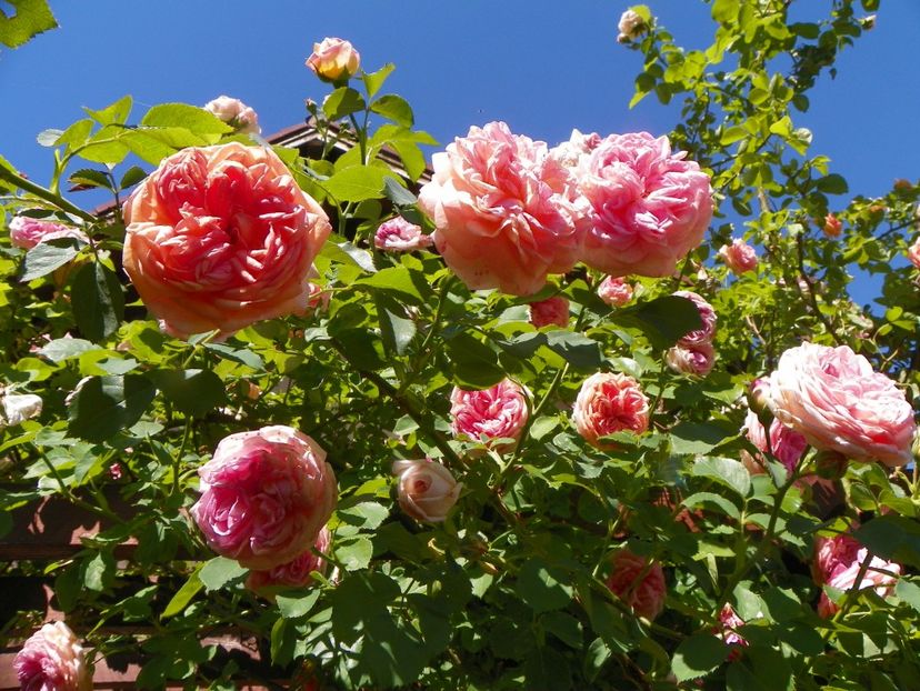 29 mai (24) - Trandafiri 2018 1