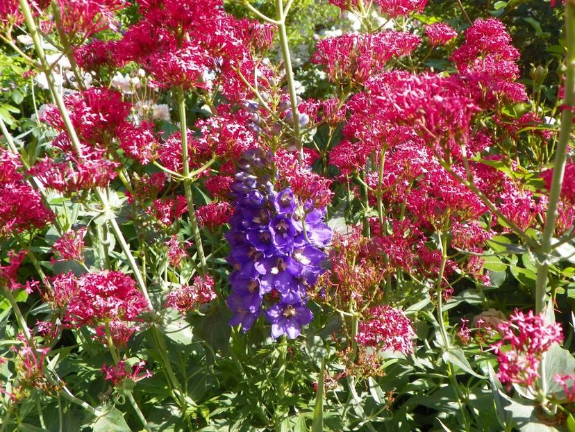 29 mai (50) - Primavara 2018