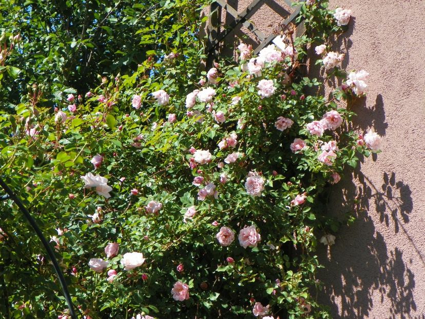 29 mai (25) - Trandafiri 2018 1