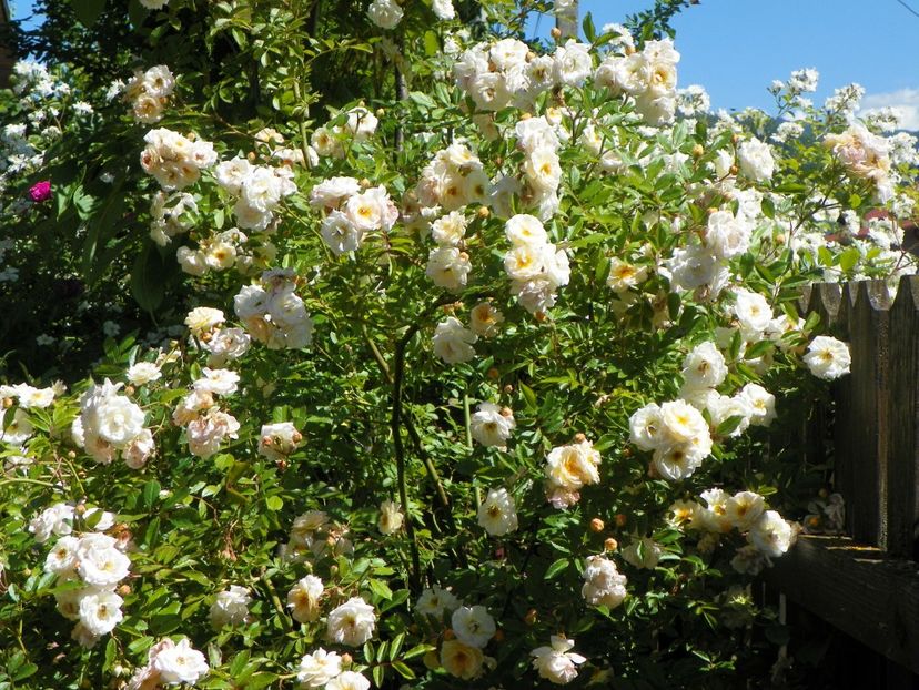 29 mai (26) - Trandafiri 2018 1