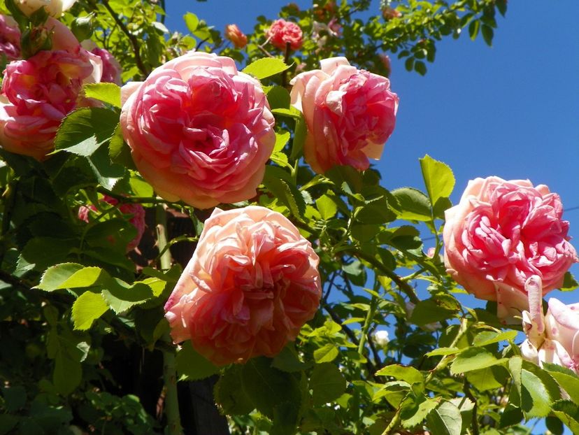 29 mai (27) - Trandafiri 2018 1