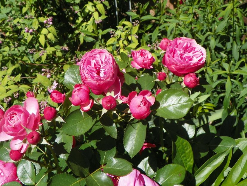 29 mai (28) - Trandafiri 2018 1