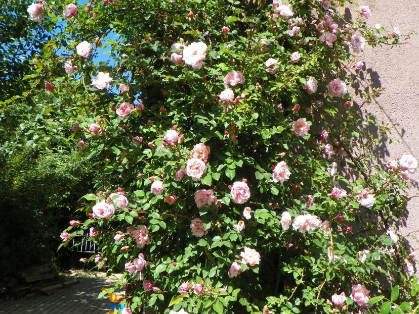 29 mai (29) - Trandafiri 2018 1