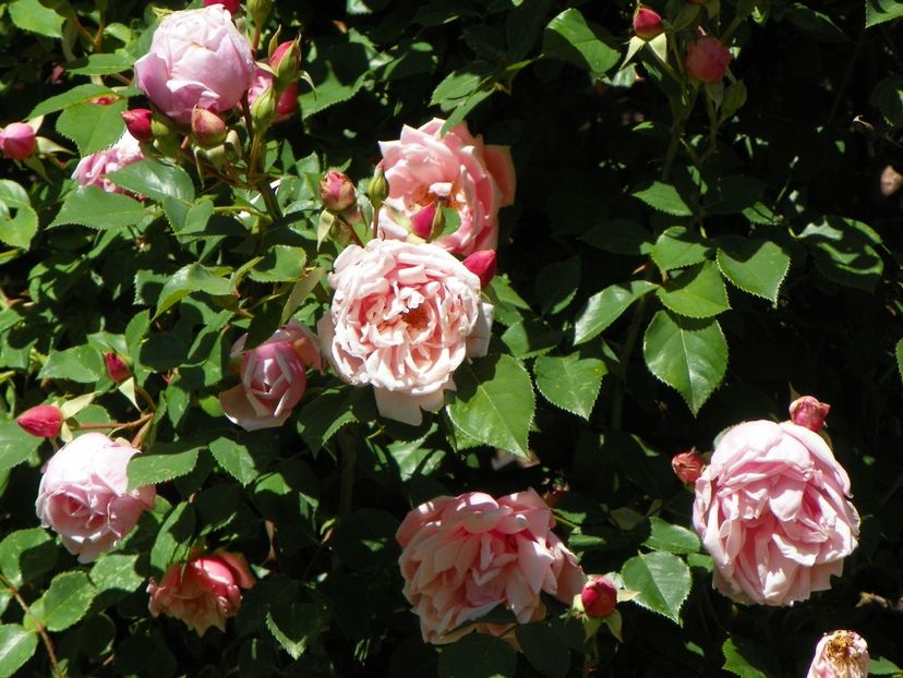 29 mai (30) - Trandafiri 2018 1