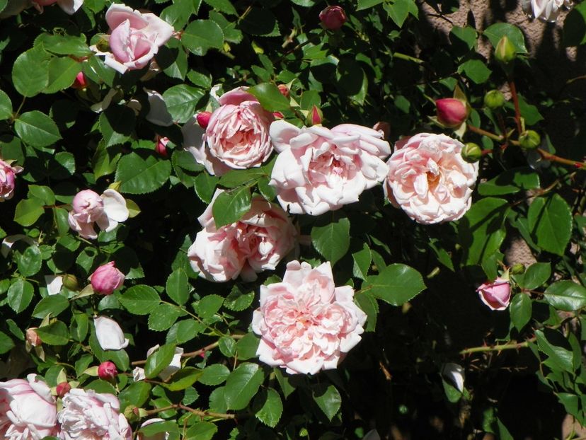 29 mai (31) - Trandafiri 2018 1