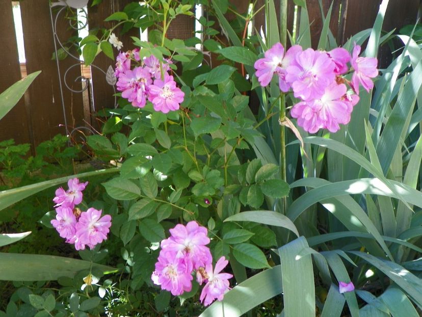 29 mai (34) - Trandafiri 2018 1