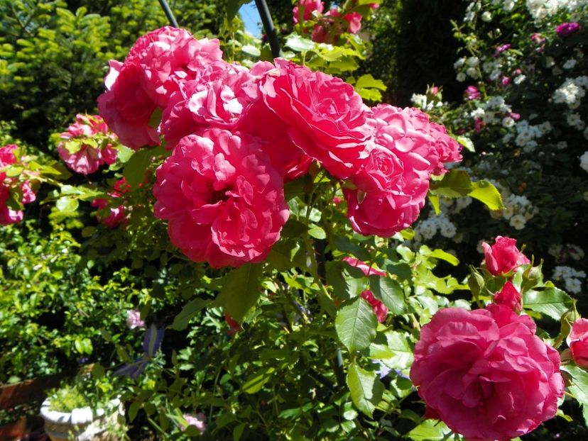 29 mai (36) - Trandafiri 2018 1
