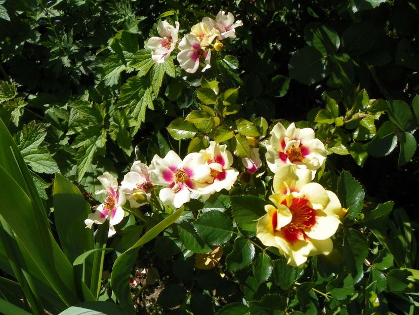 29 mai (43) - Trandafiri 2018 1