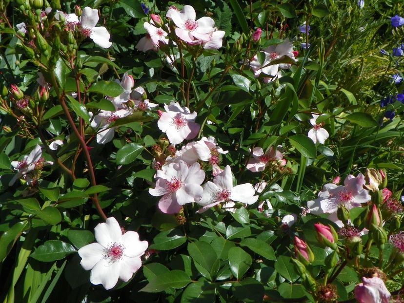 29 mai (44) - Trandafiri 2018 1