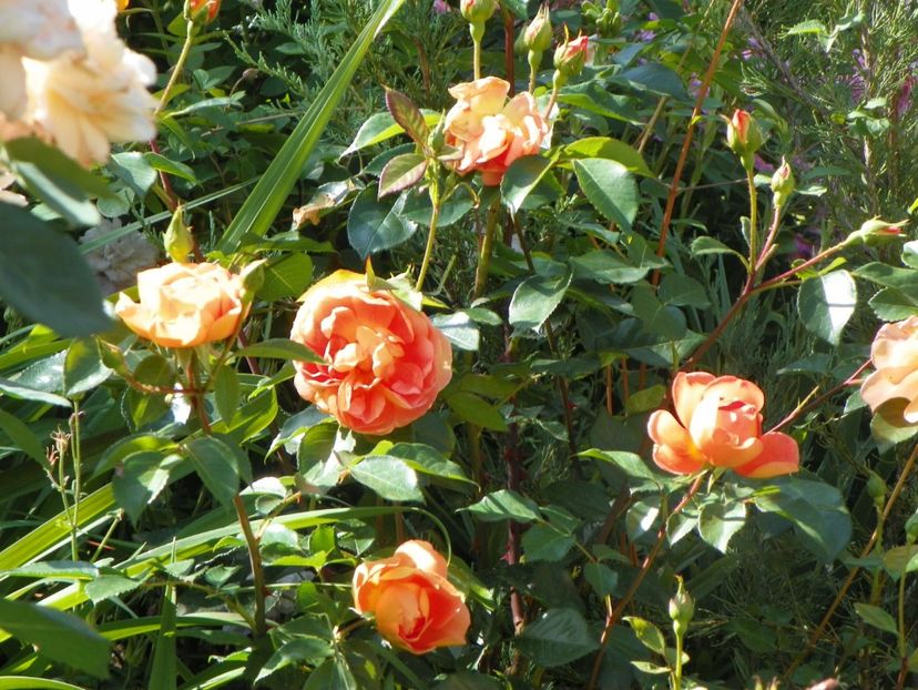 29 mai (47) - Trandafiri 2018 1