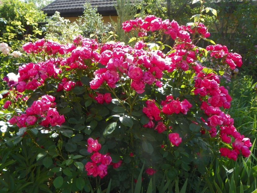 29 mai (60) - Trandafiri 2018 1