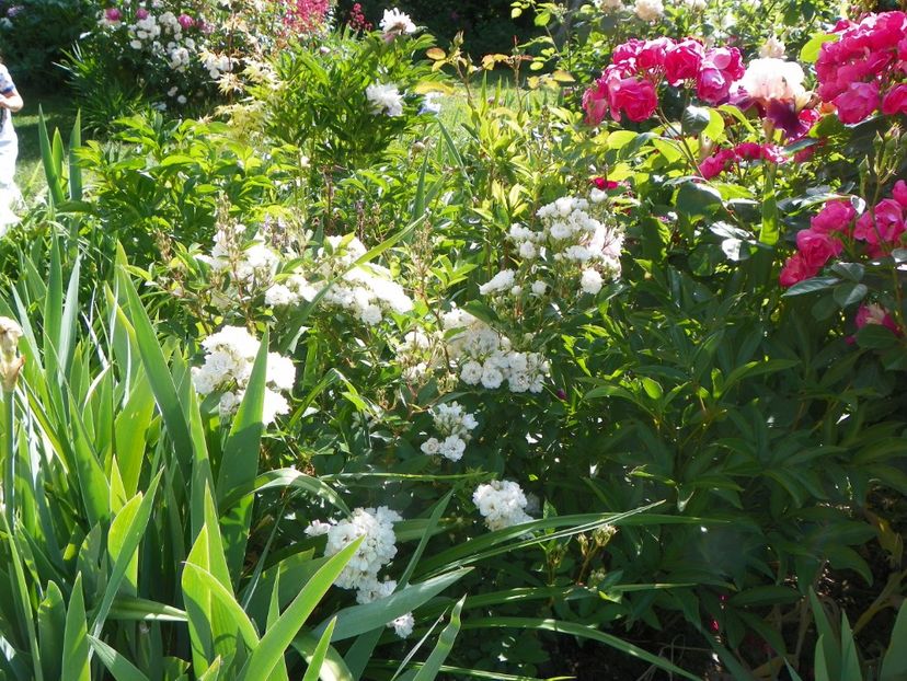 29 mai (61) - Trandafiri 2018 1