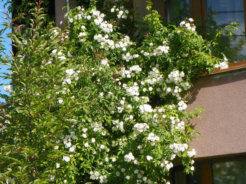 29 mai (66) - Trandafiri 2018 1