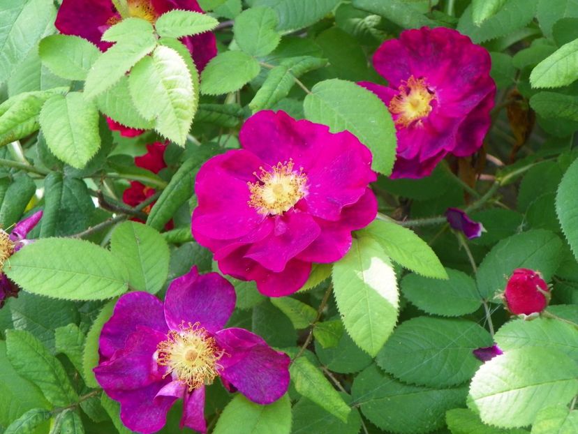 29 mai (67) - Trandafiri 2018 1