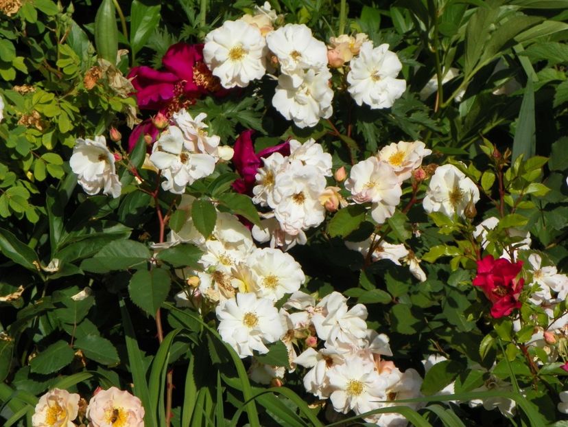29 mai (72) - Trandafiri 2018 1