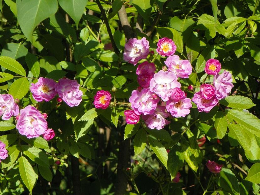 29 mai (73) - Trandafiri 2018 1