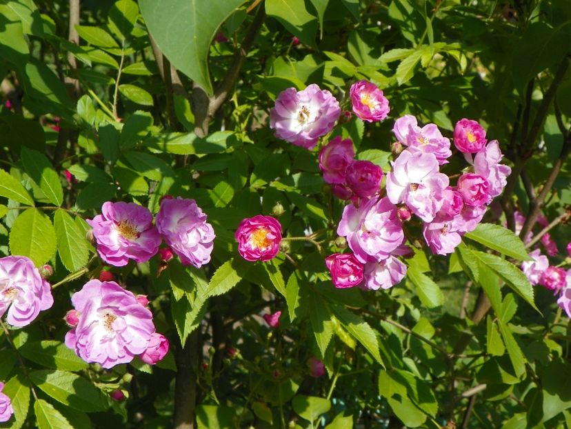 29 mai (74) - Trandafiri 2018 1