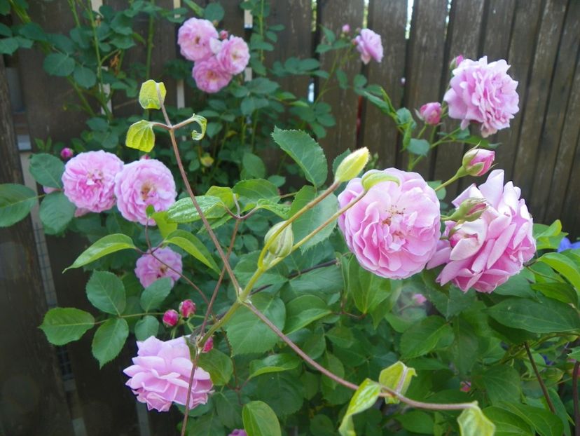 29 mai (78) - Trandafiri 2018 1