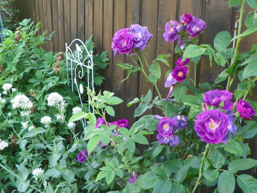 29 mai (79) - Trandafiri 2018 1