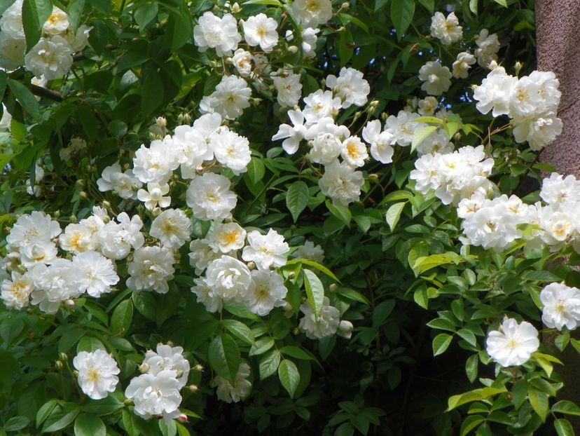 29 mai (83) - Trandafiri 2018 1