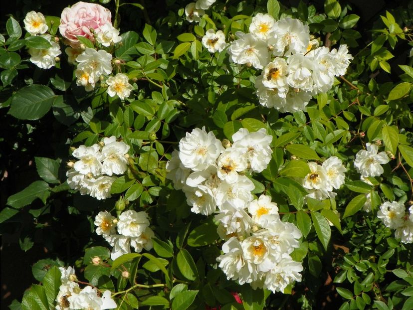 29 mai (84) - Trandafiri 2018 1