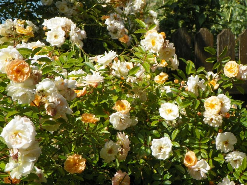 29 mai (87) - Trandafiri 2018 1