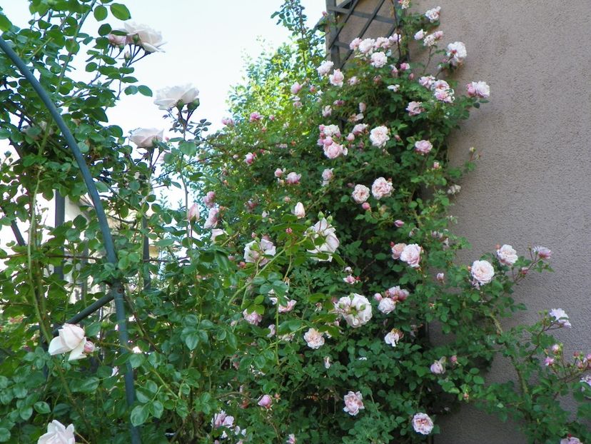 29 mai (91) - Trandafiri 2018 1