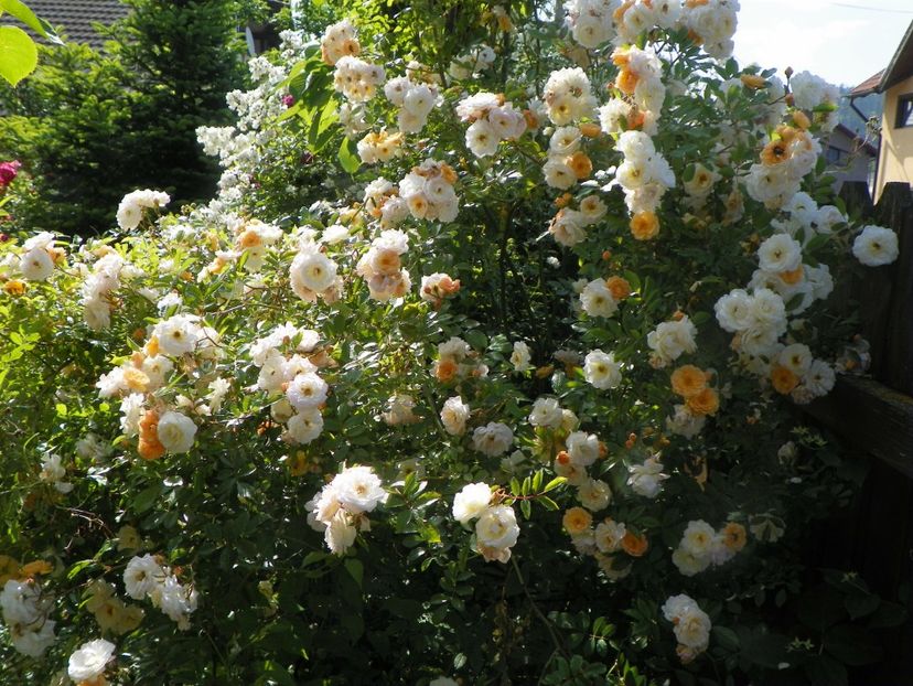 29 mai (93) - Trandafiri 2018 1