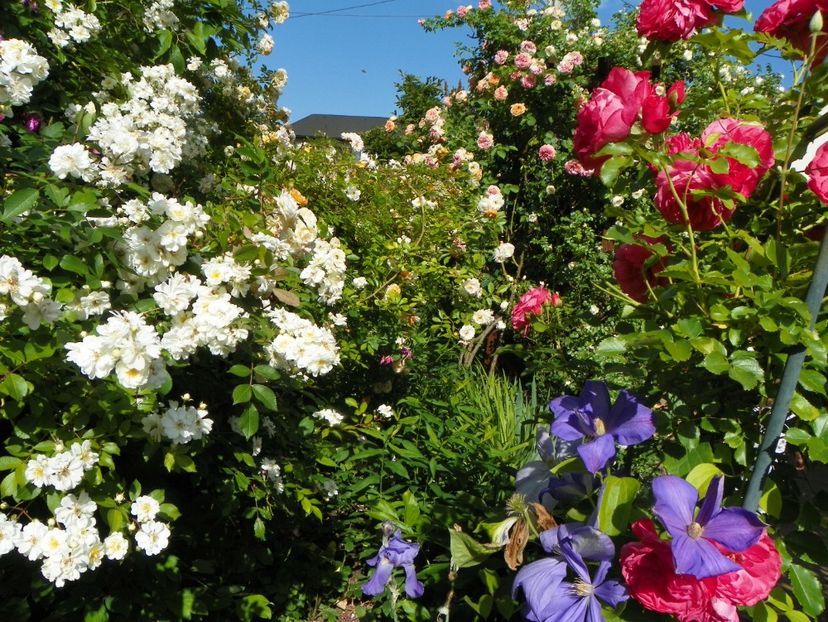 29 mai (98) - Trandafiri 2018 1