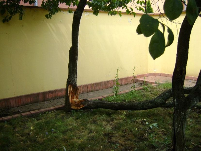 21 iul. 2018 - Solstitiul de vara - Prun rupt in doua - r Vara 2016-2017-2018-2019