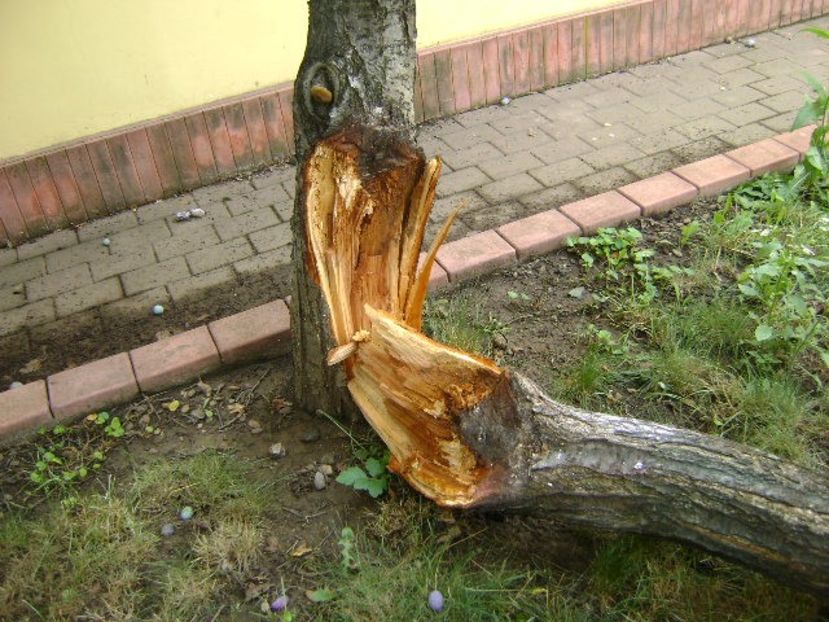 Prun rupt in doua de greutatea fructelor - r Vara 2016-2017-2018-2019