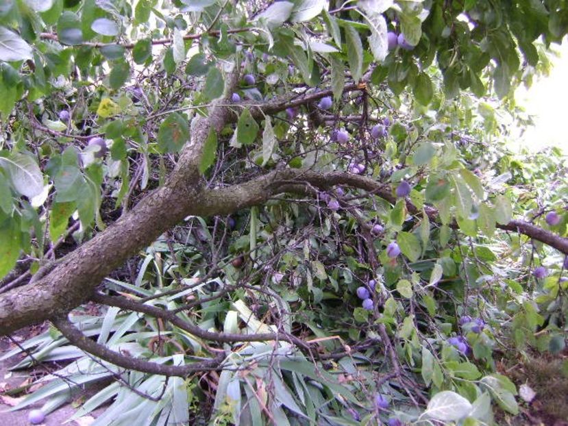 Prun rupt in doua de greutatea fructelor - r Vara 2016-2017-2018-2019