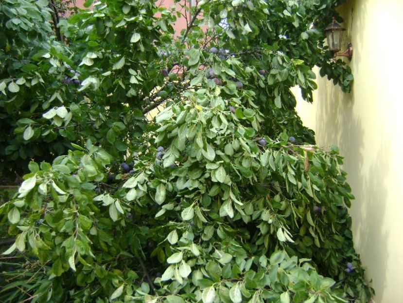 Prun rupt in doua de greutatea fructelor - r Vara 2016-2017-2018-2019