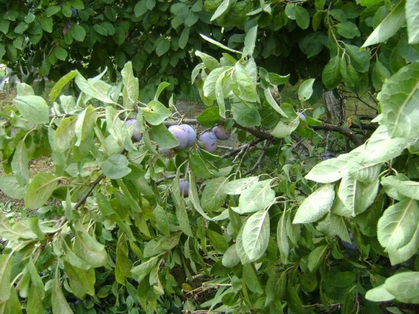 Prun rupt in doua de greutatea fructelor - r Vara 2016-2017-2018-2019